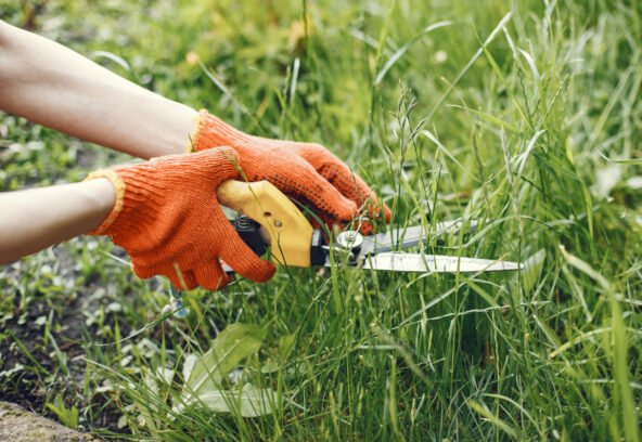 Professional lawn trimming in Connecticut for healthy grass growth