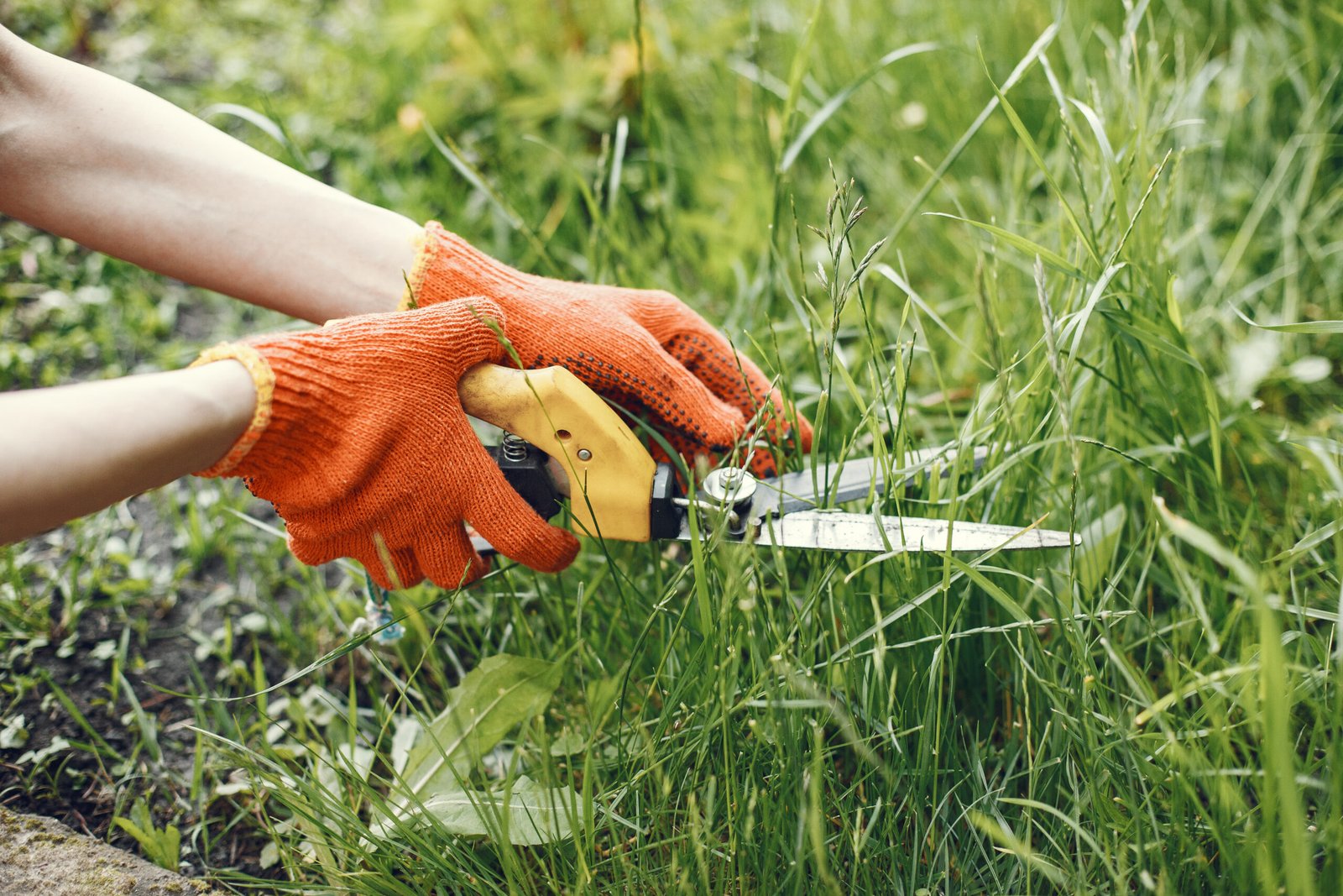Professional lawn trimming in Connecticut for healthy grass growth