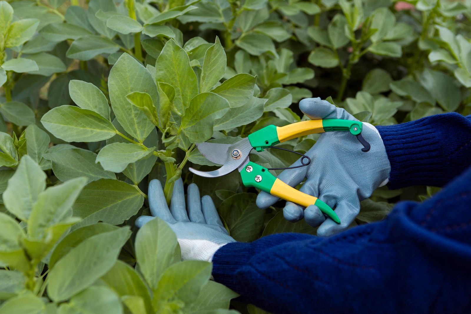 Natural weed control methods for lawns in Fairfield County, CT
