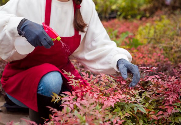 Seasonal Weed Control Guide for Bridgeport, CT Homes