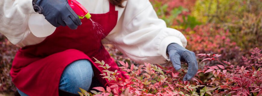 Seasonal Weed Control Guide for Bridgeport, CT Homes