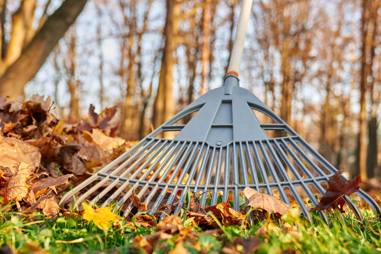 Homeowner performing spring yard cleanup and lawn maintenance in Greenwich CT