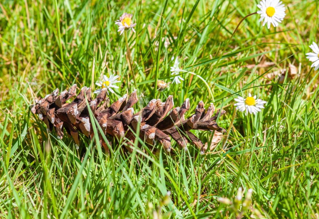Common lawn weeds in Connecticut including crabgrass, dandelions, clover, ground ivy, and broadleaf plantain growing in a residential lawn
