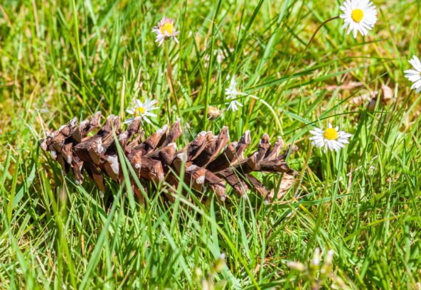 Common lawn weeds in Connecticut including crabgrass, dandelions, clover, ground ivy, and broadleaf plantain growing in a residential lawn