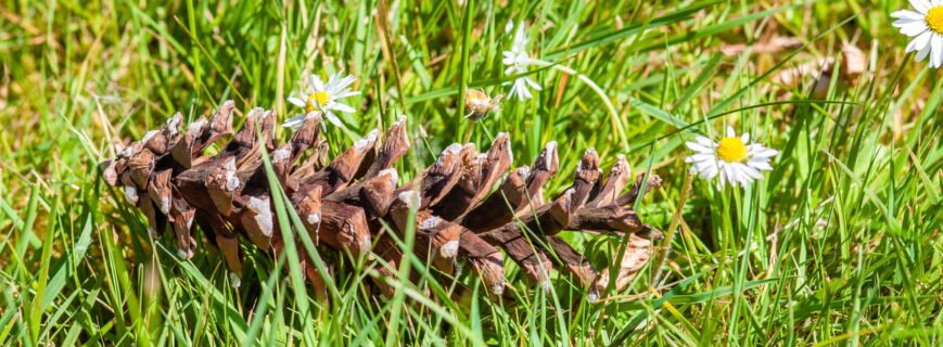 Common lawn weeds in Connecticut including crabgrass, dandelions, clover, ground ivy, and broadleaf plantain growing in a residential lawn
