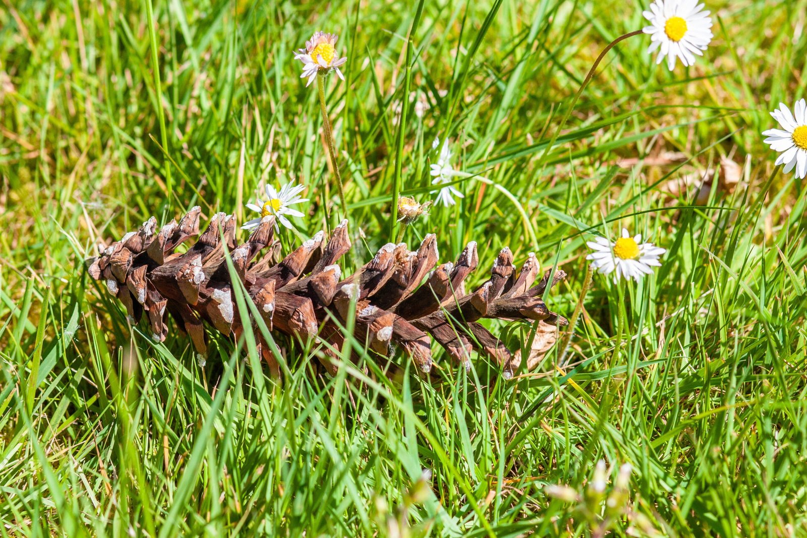 Common lawn weeds in Connecticut including crabgrass, dandelions, clover, ground ivy, and broadleaf plantain growing in a residential lawn
