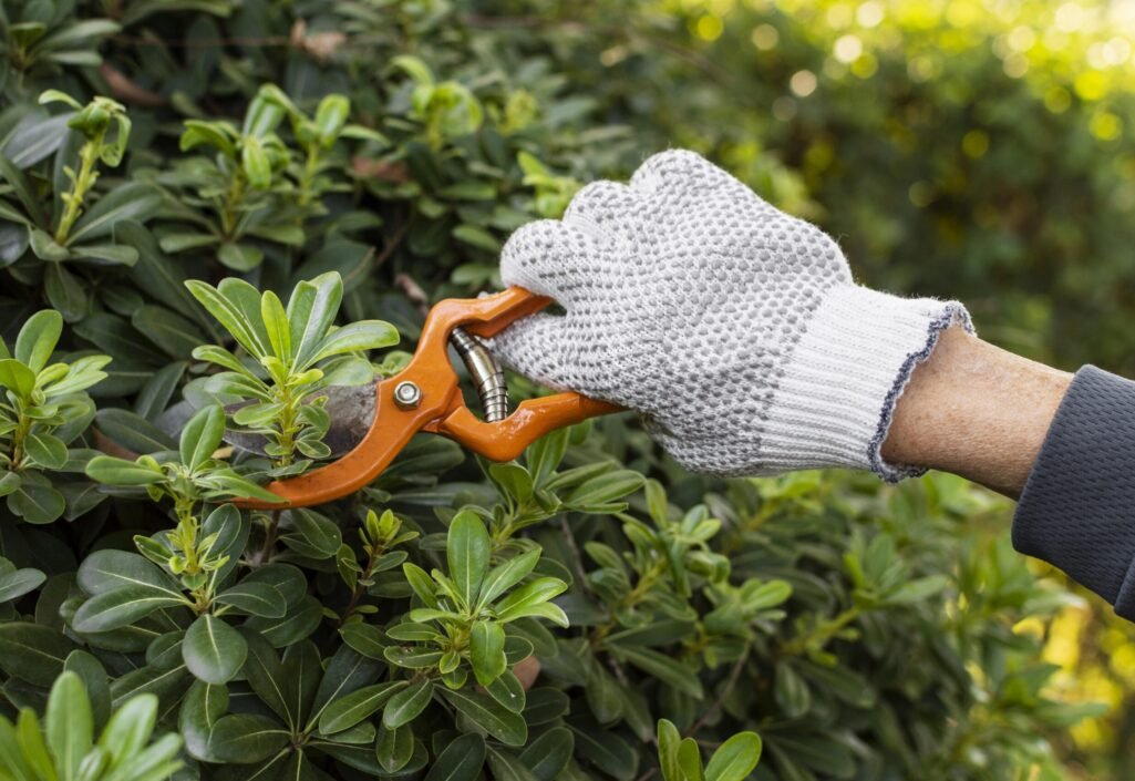 shrub trimming in Westport, CT
