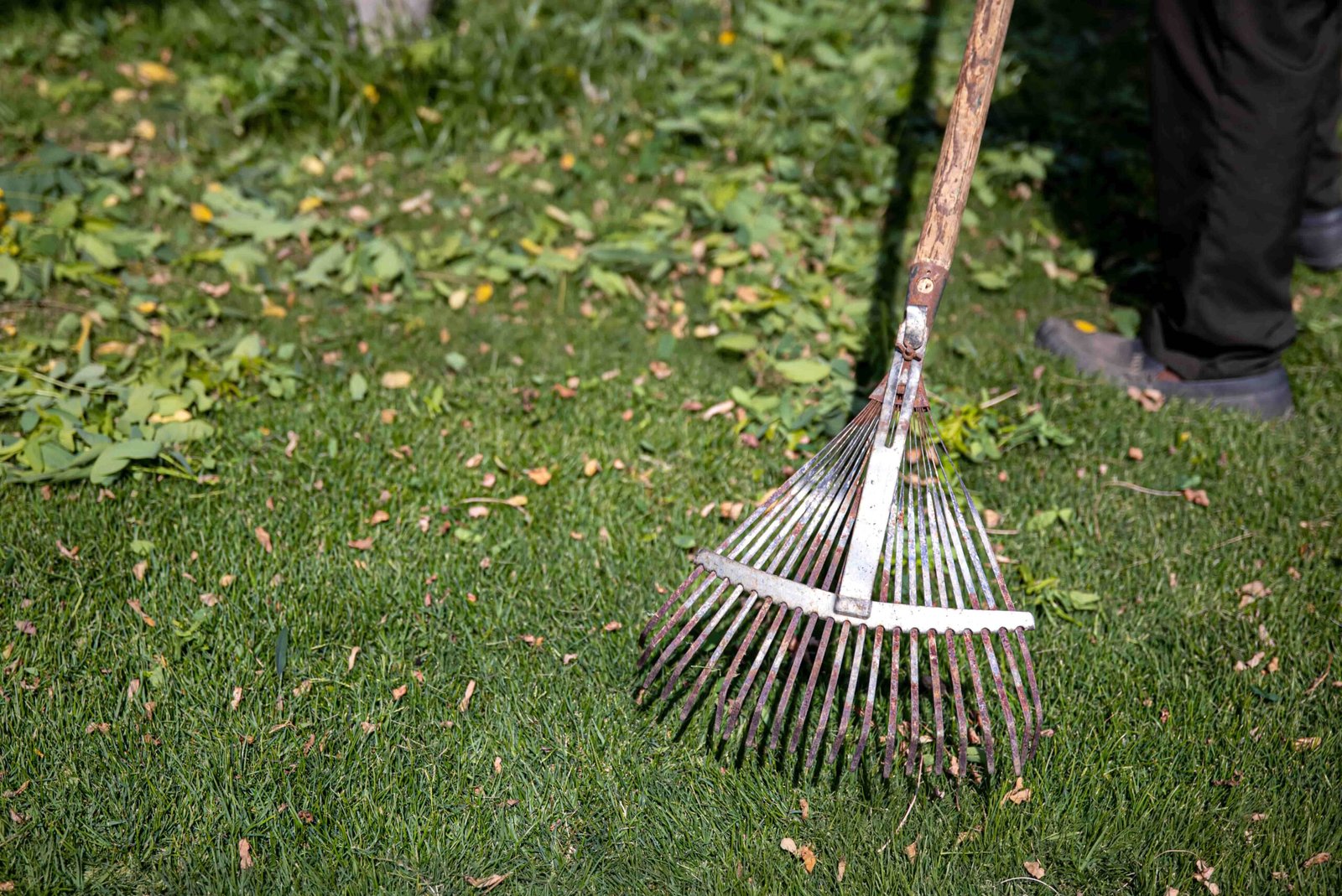 Seasonal lawn clean-up in Bridgeport, CT with leaves and debris removed from grass